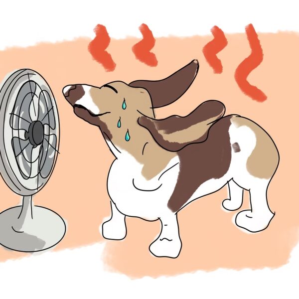 Quelques idées contre la canicule